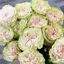 R Gr Country Secret Ekvadora,70cm, cena par 1 gb 